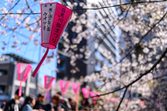 名残の桜♪