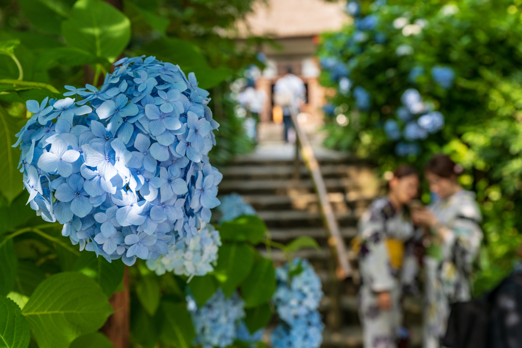 花×華
