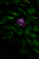 黒と私と紫陽花と♪