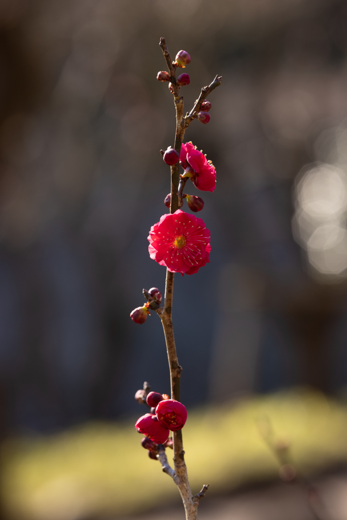 今年の春の匂い