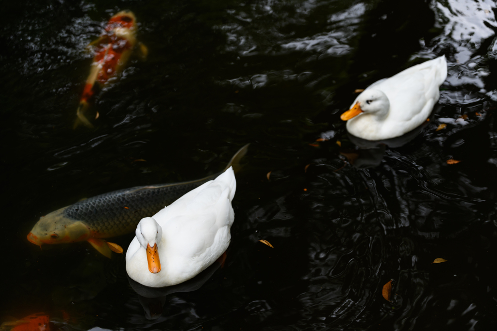 鯉とアヒルと八幡宮♪