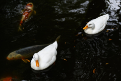 鯉とアヒルと八幡宮♪
