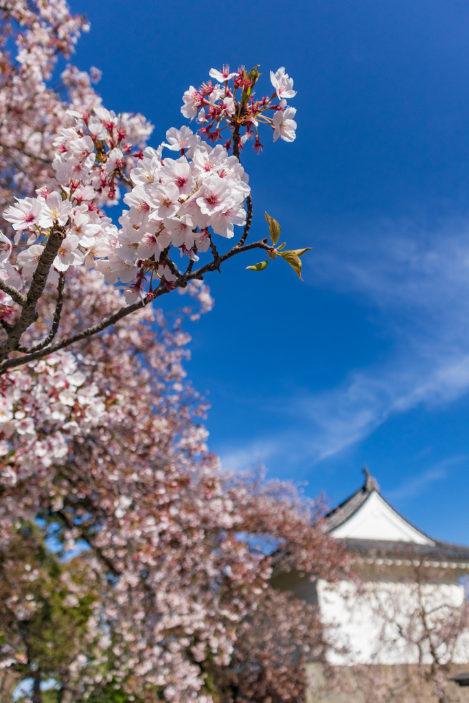 平成最後の小田原城と桜と私♪