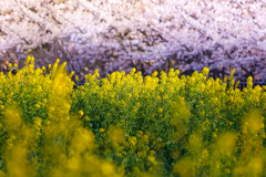 菜の花と桜並木