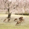 奈良の春