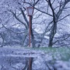 雨と桜