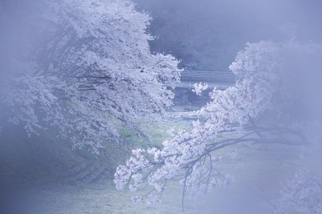 雨と桜