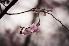 本荘公園