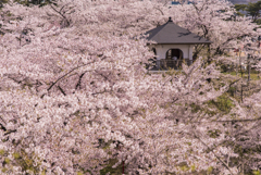 本荘公園 桜祭り