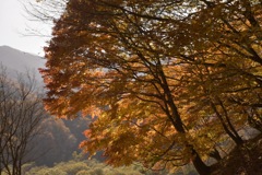 鳴子、紅葉①