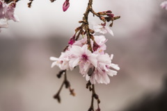 本荘公園②