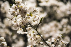 照明越しの夜桜