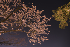 夜空と夜桜