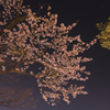 夜空と夜桜