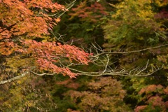 小安峡、紅葉①