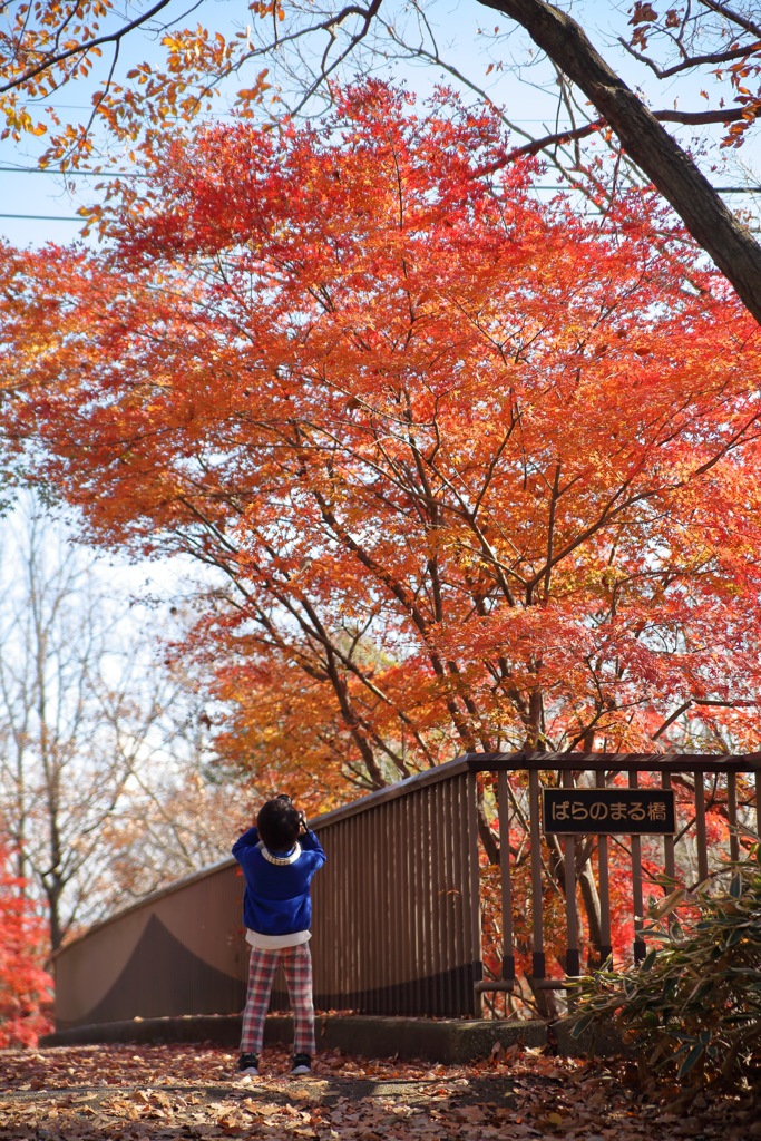 最後の紅葉