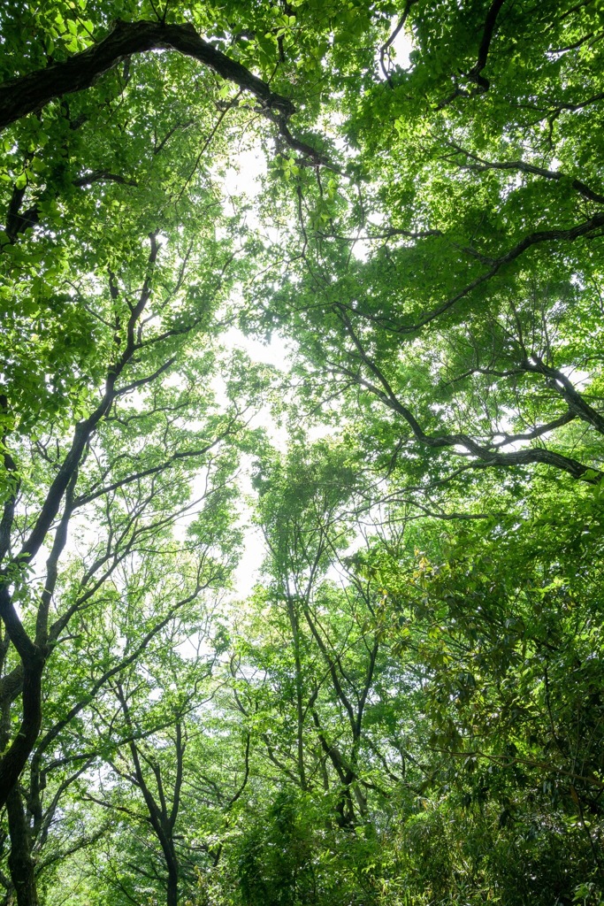 新緑の陣が下渓谷公園