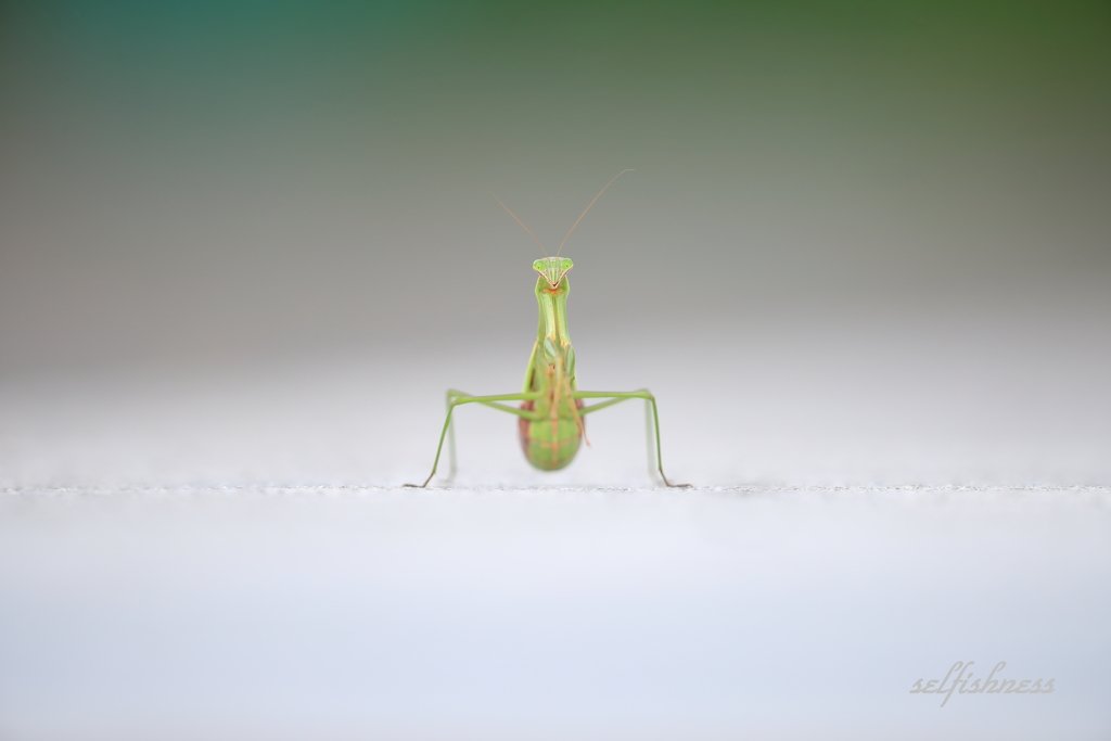 カメラ目線