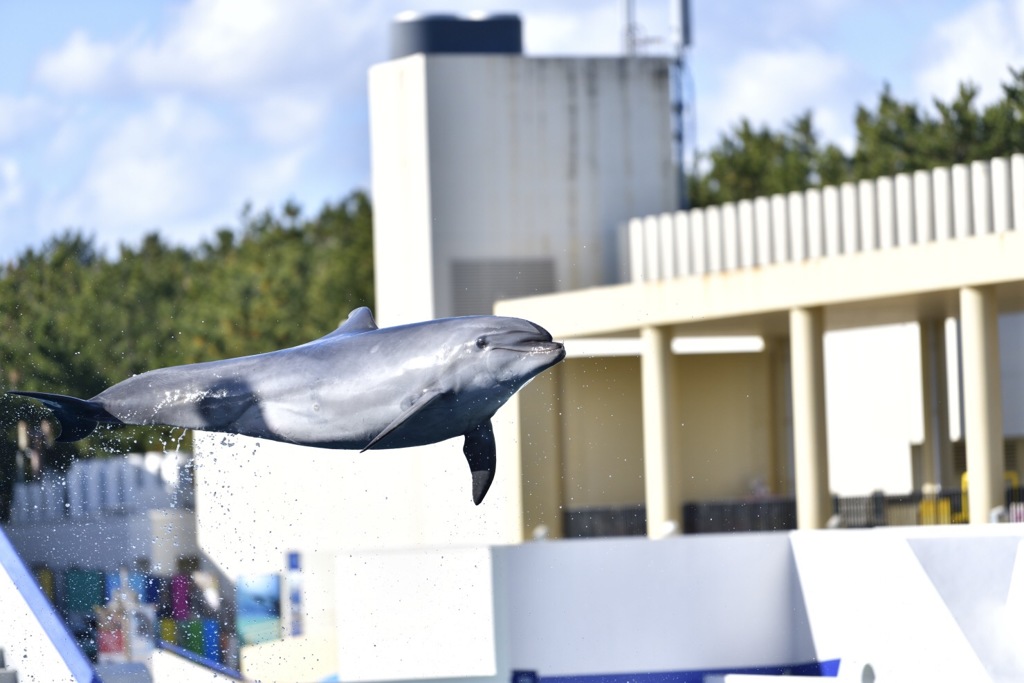水平飛行中です。
