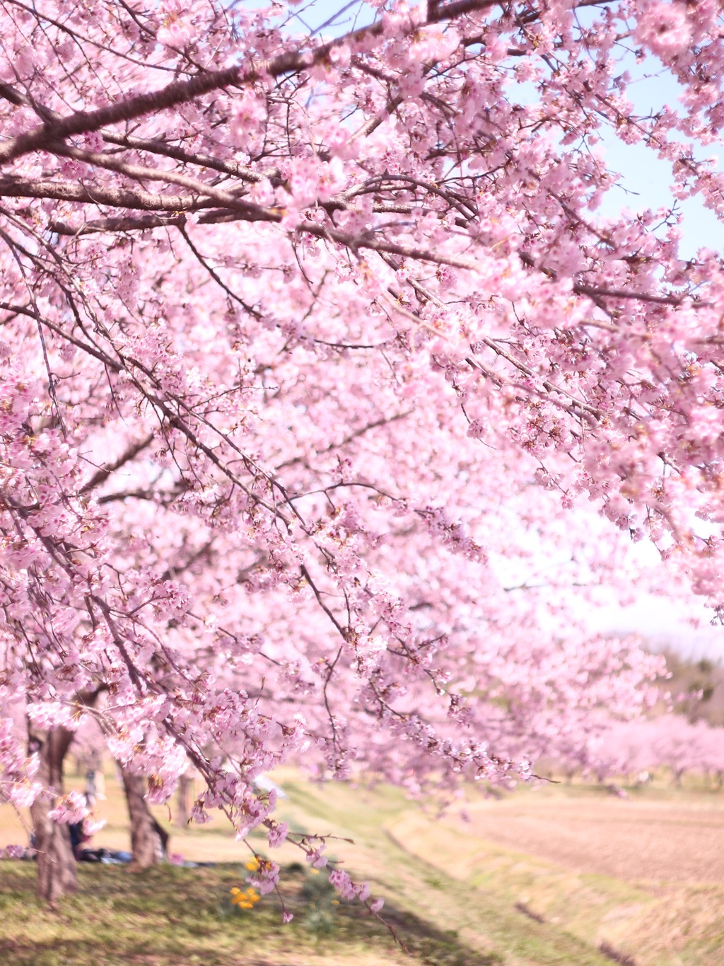 満開の桜並木