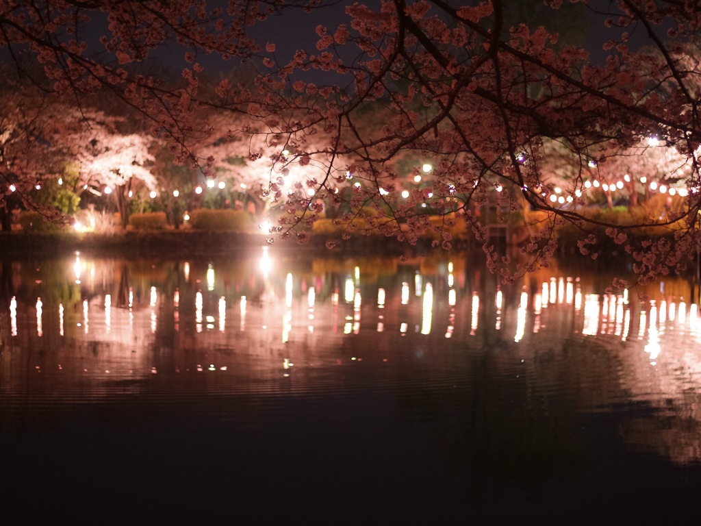 夜桜リフレ