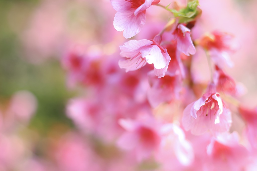 卒業式に咲いてた満開の桜