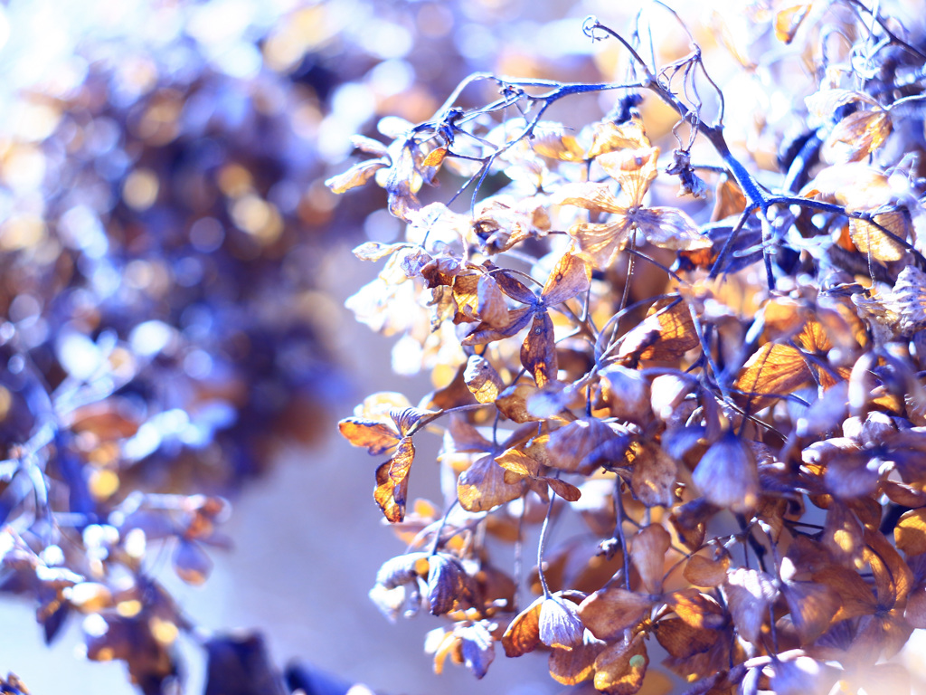 ドライフラワーな紫陽花