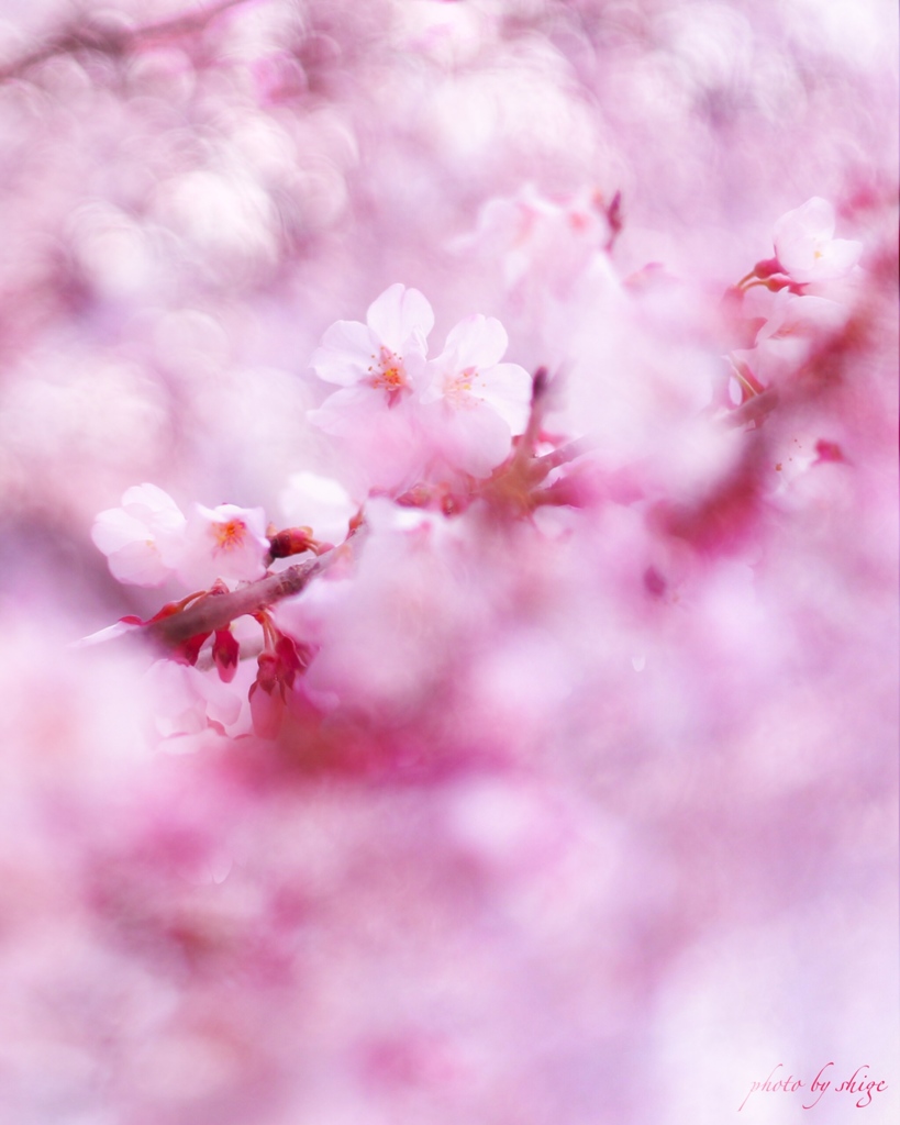 桜蕩ける