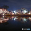 夜桜リフレクション