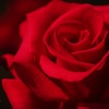 情熱の薔薇