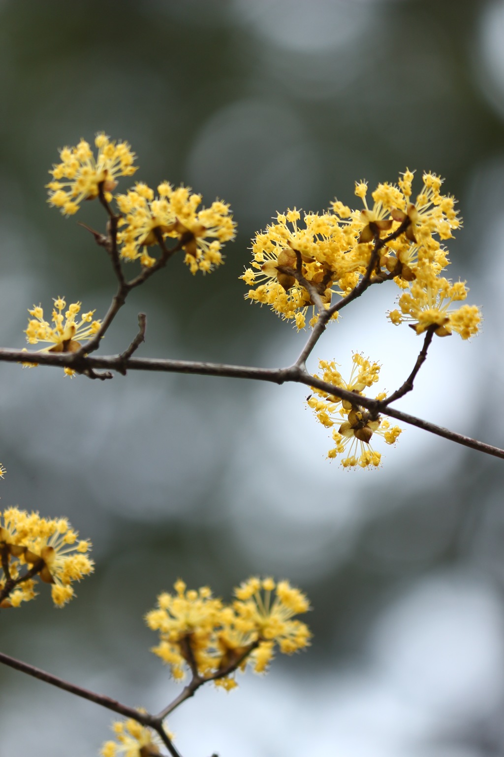 山茱萸も咲き誇る