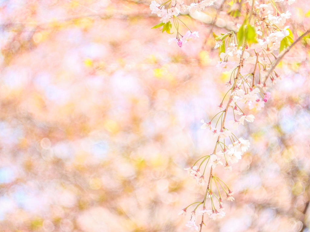 最後まで魅せる枝垂れ桜