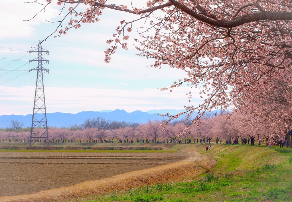 桜並木 その先は 次の桜に続く道