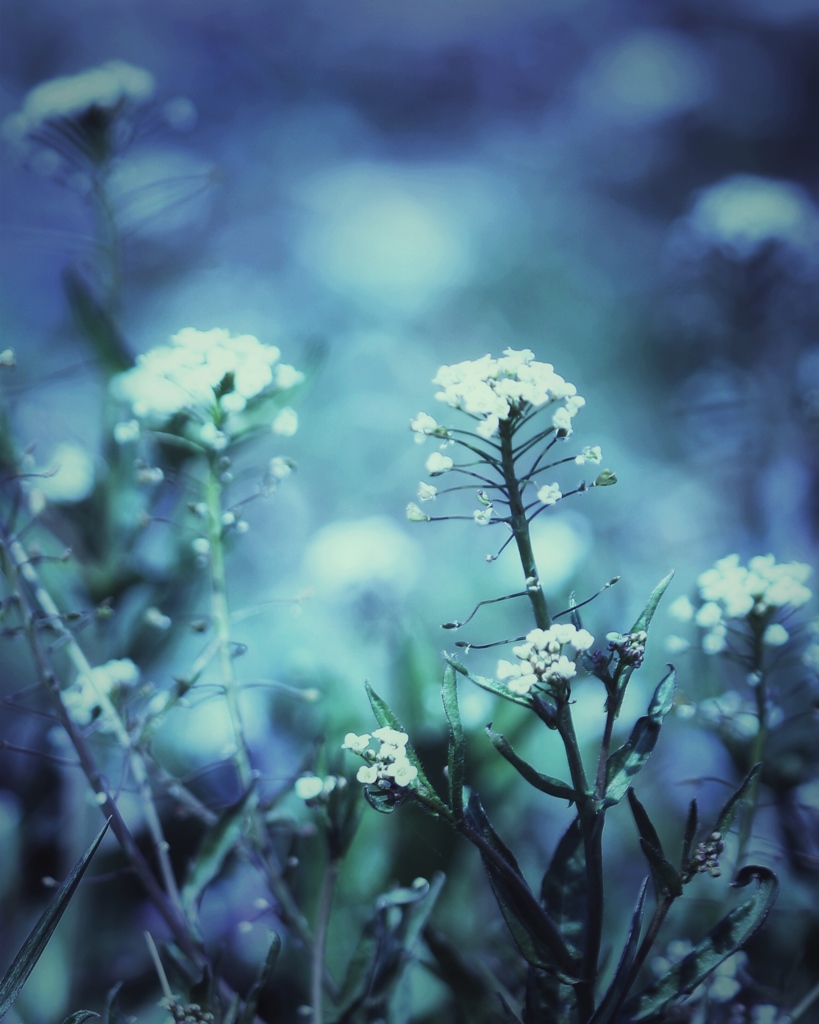 ぺんぺん草の花畑