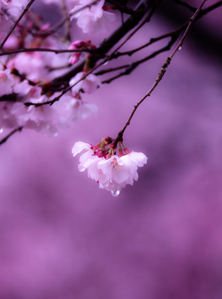 桜の雫