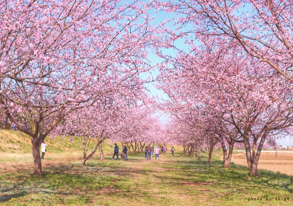 桜並木のトンネル抜けて