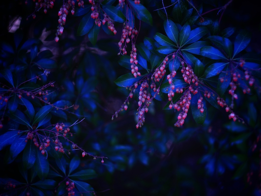 馬酔木の花
