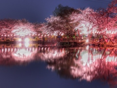 夜桜…リフレクション