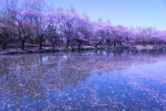 湖面に広がる桜