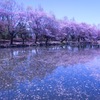 湖面に広がる桜