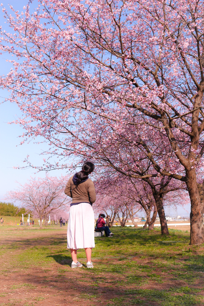 見上げた桜に何を見たのかな