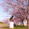 見上げた桜に何を見たのかな