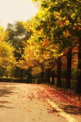 散りゆく落ち葉に秋の色