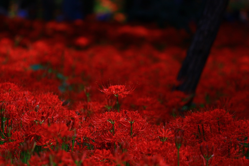 一面の曼珠沙華