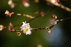 11月でも10月桜