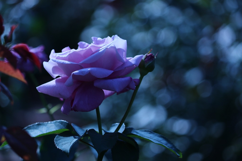 薔薇