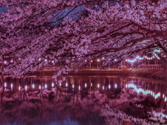 満開夜桜