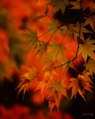 青紅葉 赤紅葉背景に