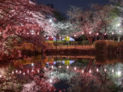 夜桜リフレ