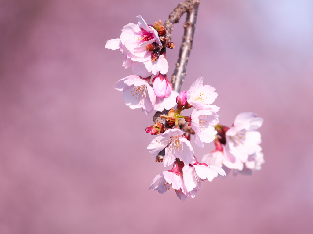 淡い桜colorに癒されて